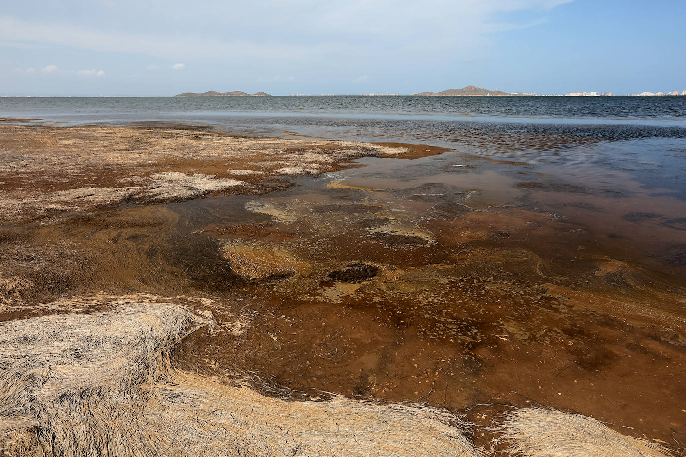 Fotos: Estado del Mar Menor durante el nuevo episodio de mortandad de peces