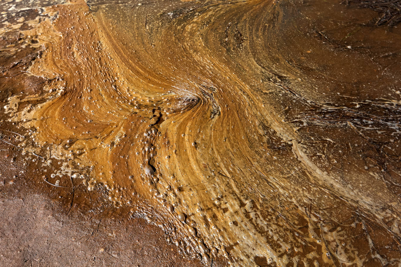 Fotos: Estado del Mar Menor durante el nuevo episodio de mortandad de peces