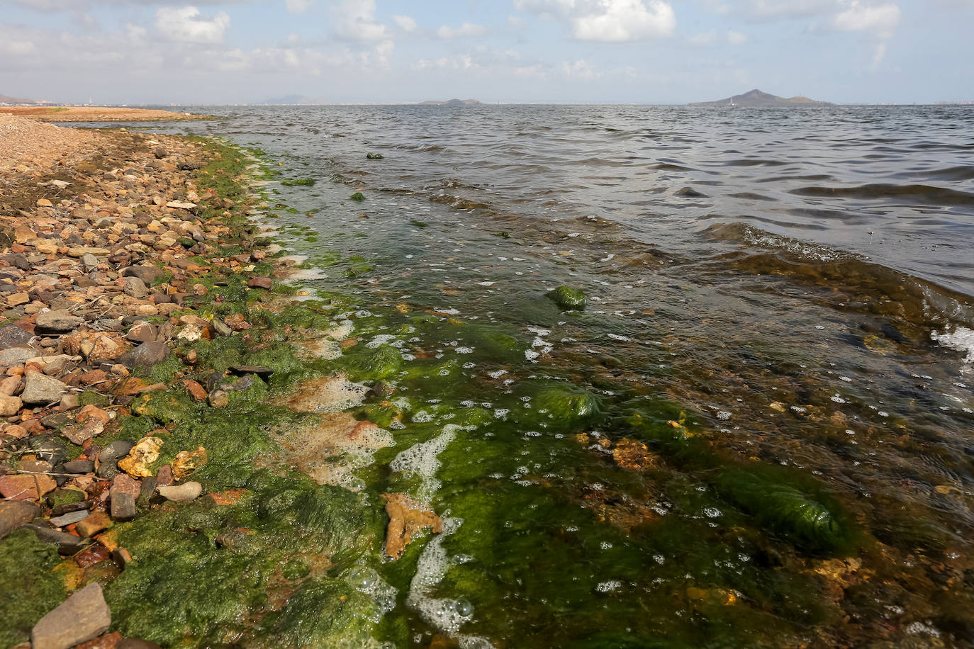 Fotos: Estado del Mar Menor durante el nuevo episodio de mortandad de peces