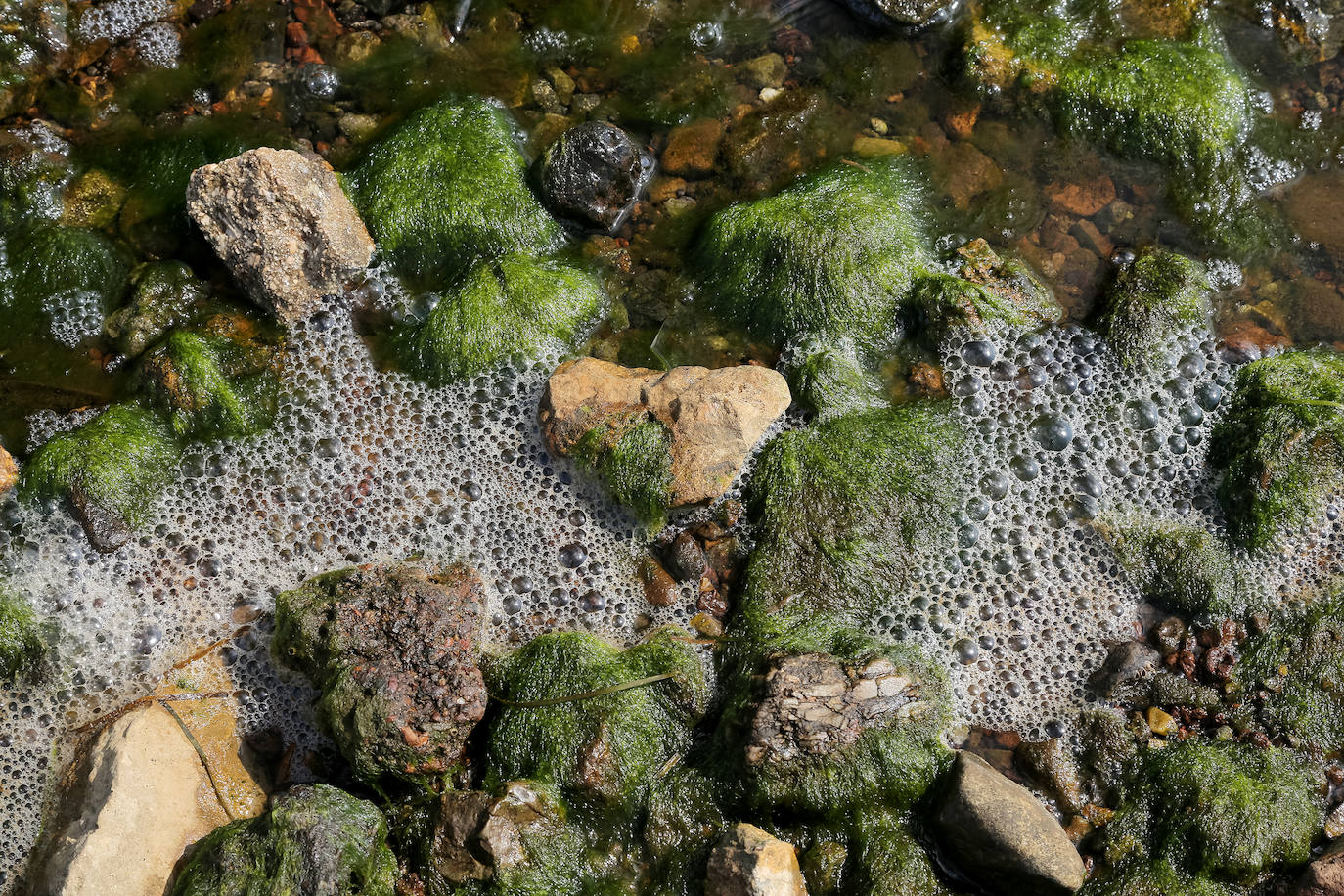 Fotos: Estado del Mar Menor durante el nuevo episodio de mortandad de peces