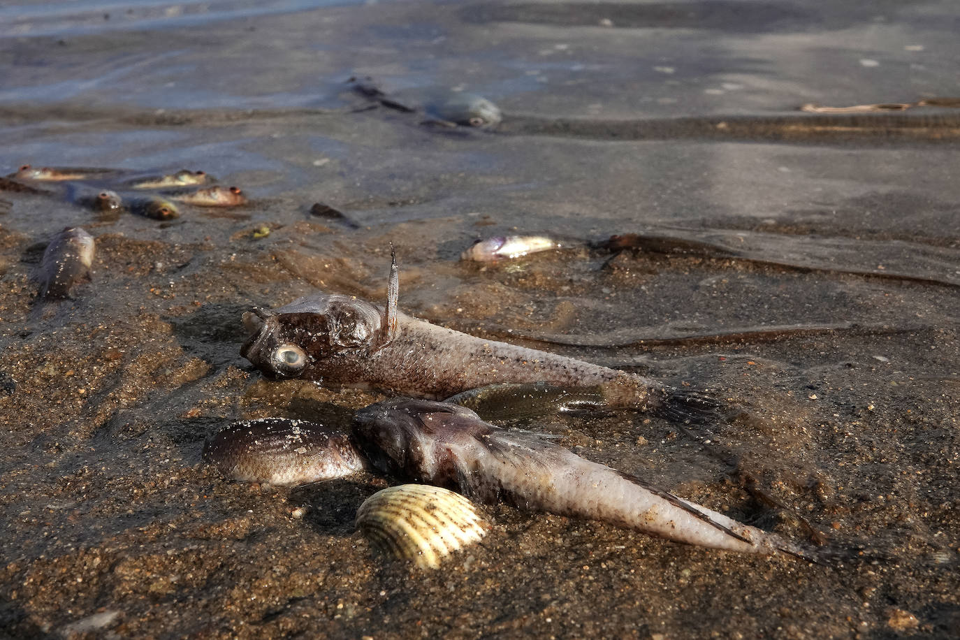 Fotos: Estado del Mar Menor durante el nuevo episodio de mortandad de peces