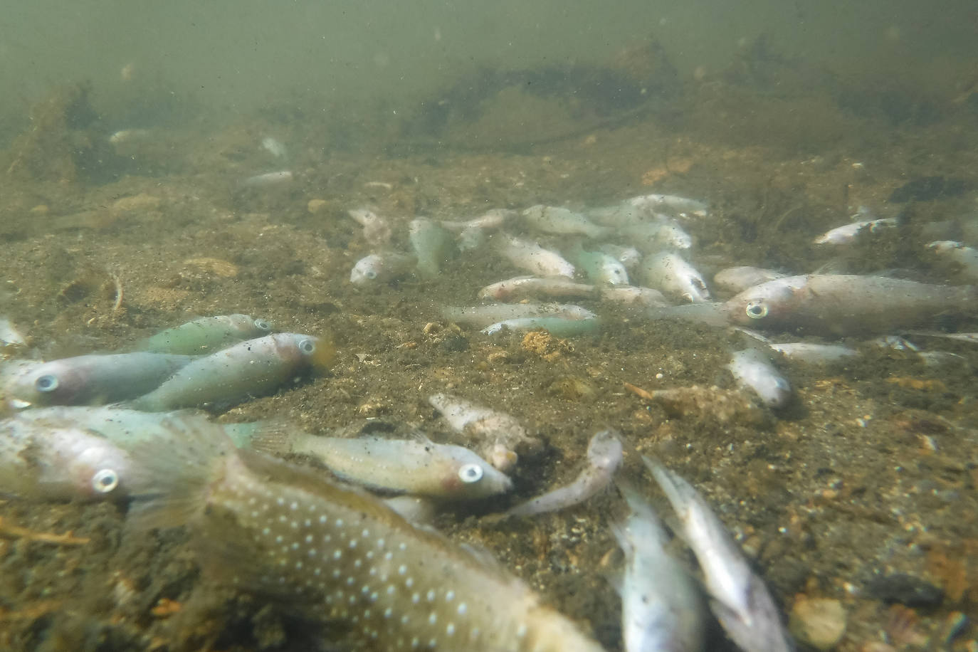Fotos: Estado del Mar Menor durante el nuevo episodio de mortandad de peces