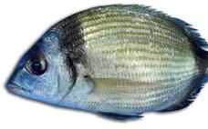 Diplodus vulgaris