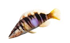 Serranus scriba