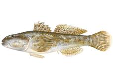 Gobius Cobitis*