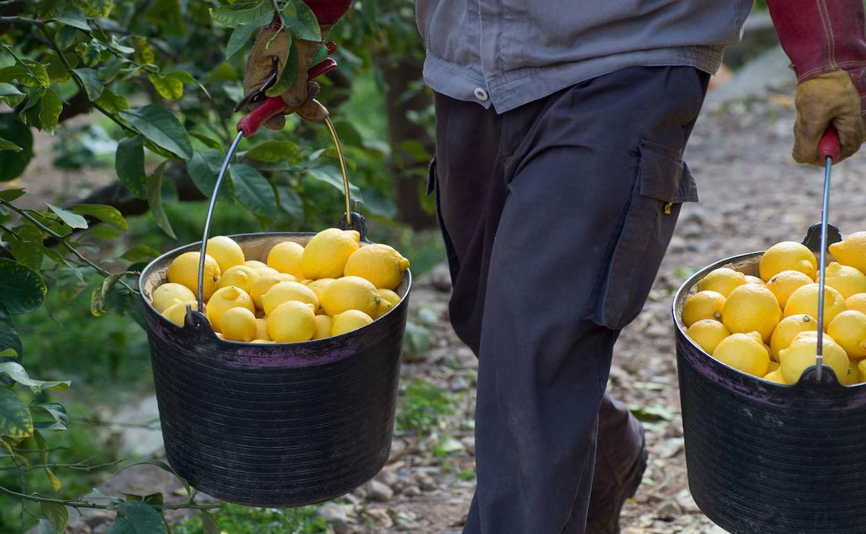 Un jornalero recogiendo limones en una imagen de archivo.
