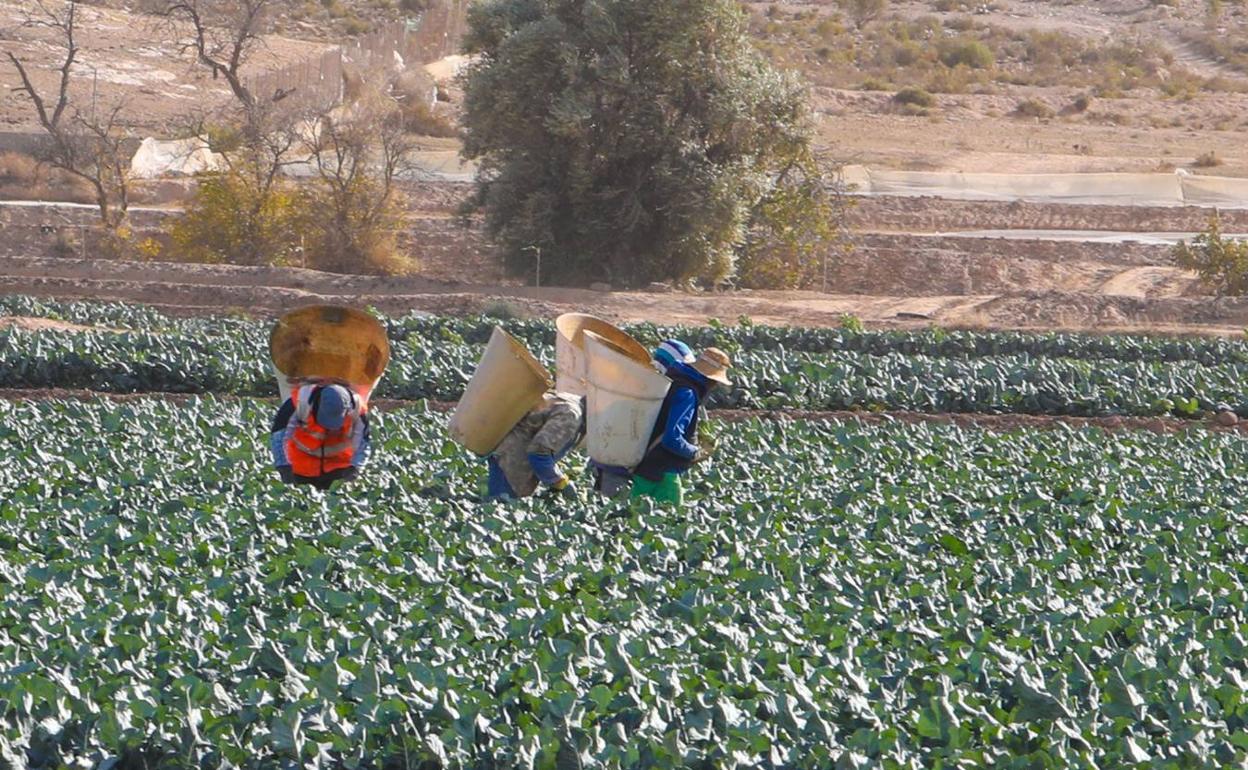 Trabajadores en el sector de la agricultura en una imagen de archivo.