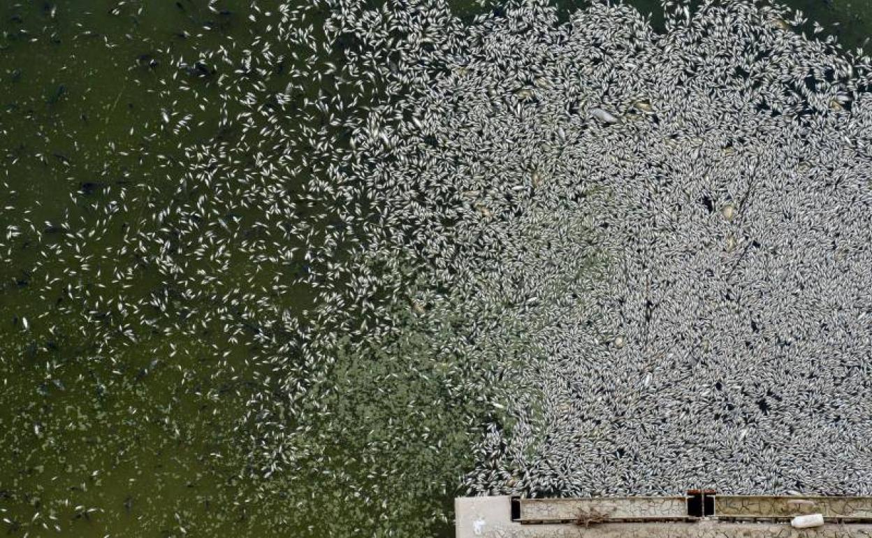 Peces muertos en el embalse de Los Rodeos. 
