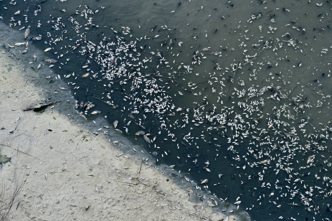 Fotos: Mueren miles de peces en el embalse de Los Rodeos