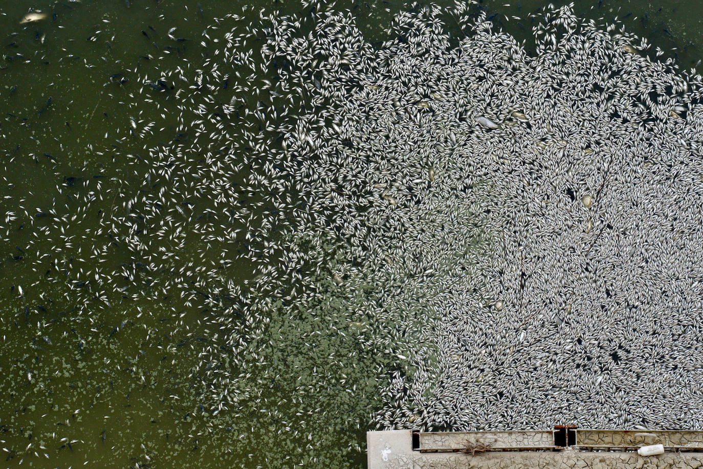Fotos: Mueren miles de peces en el embalse de Los Rodeos