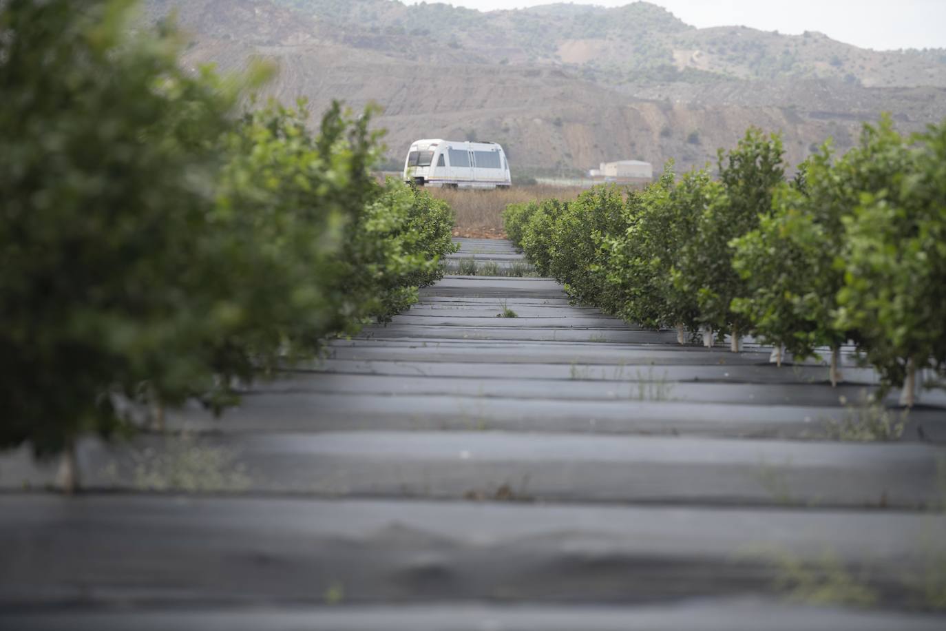 Fotos: Cultivos bajo control en la zona del Mar Menor