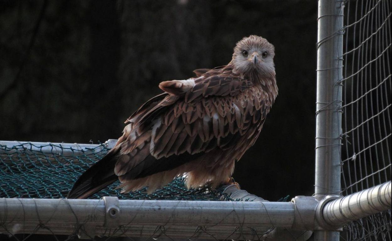 Un milano real sobre el jaulón de Cazorla, tras salir de esta instalación.