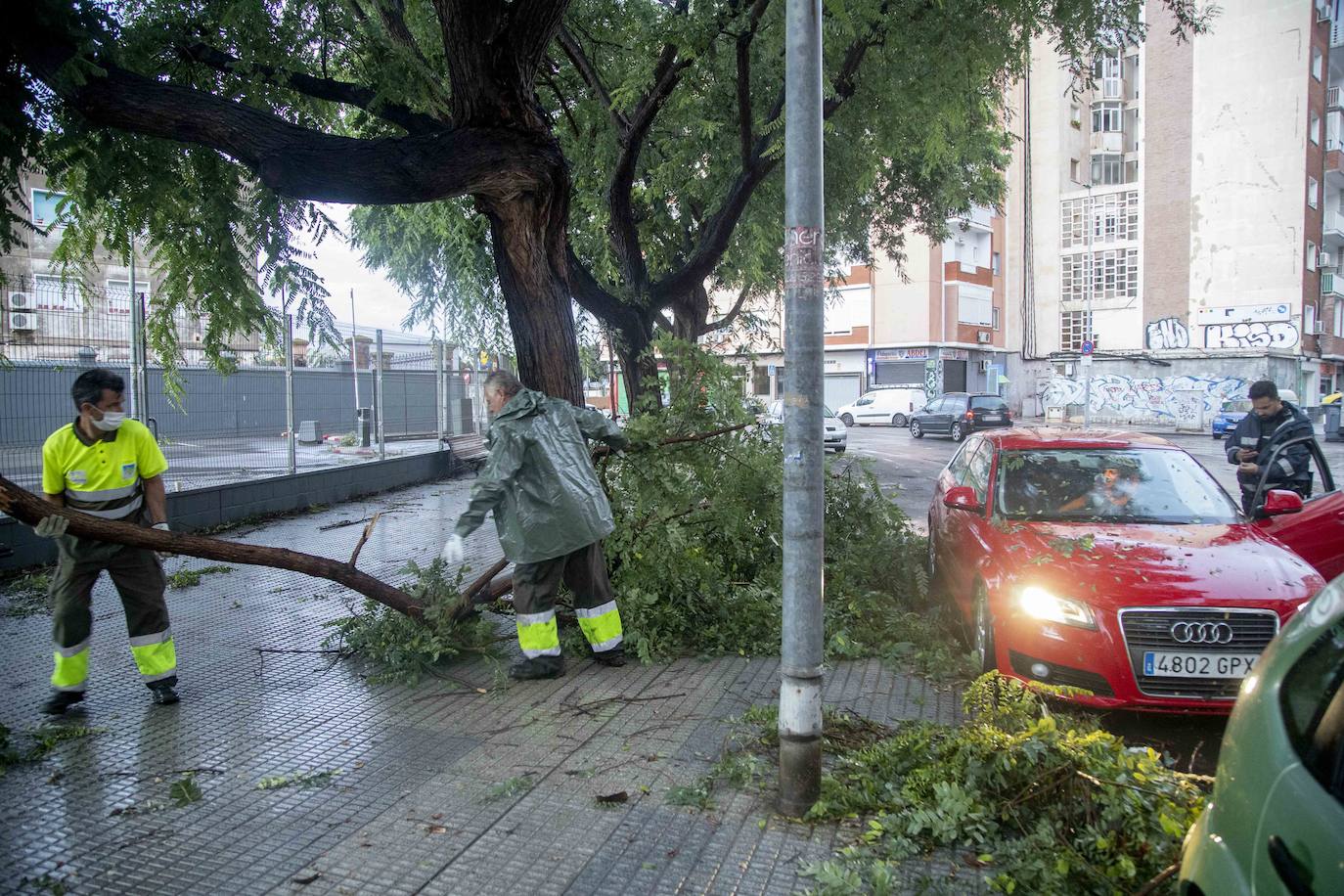 Fotos: Un fuerte aguacero derriba árboles y anega calles en Cartagena