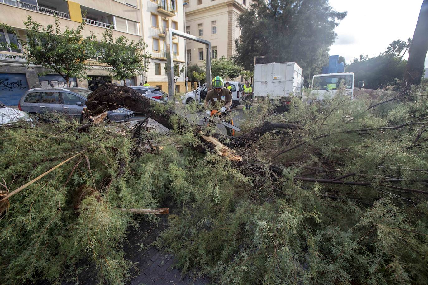 Fotos: Un fuerte aguacero derriba árboles y anega calles en Cartagena