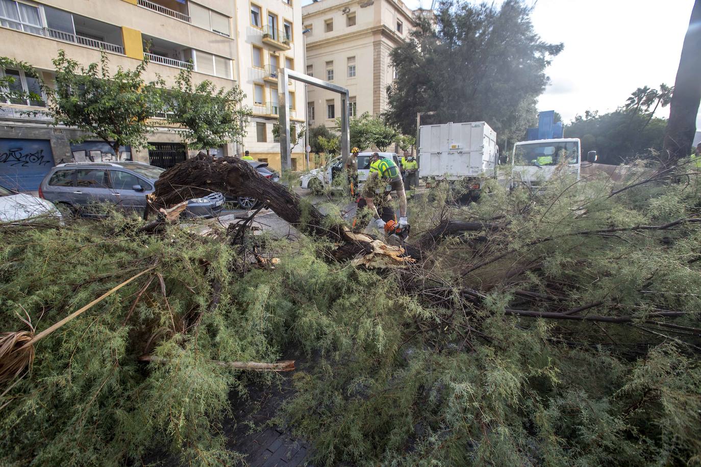 Fotos: Un fuerte aguacero derriba árboles y anega calles en Cartagena
