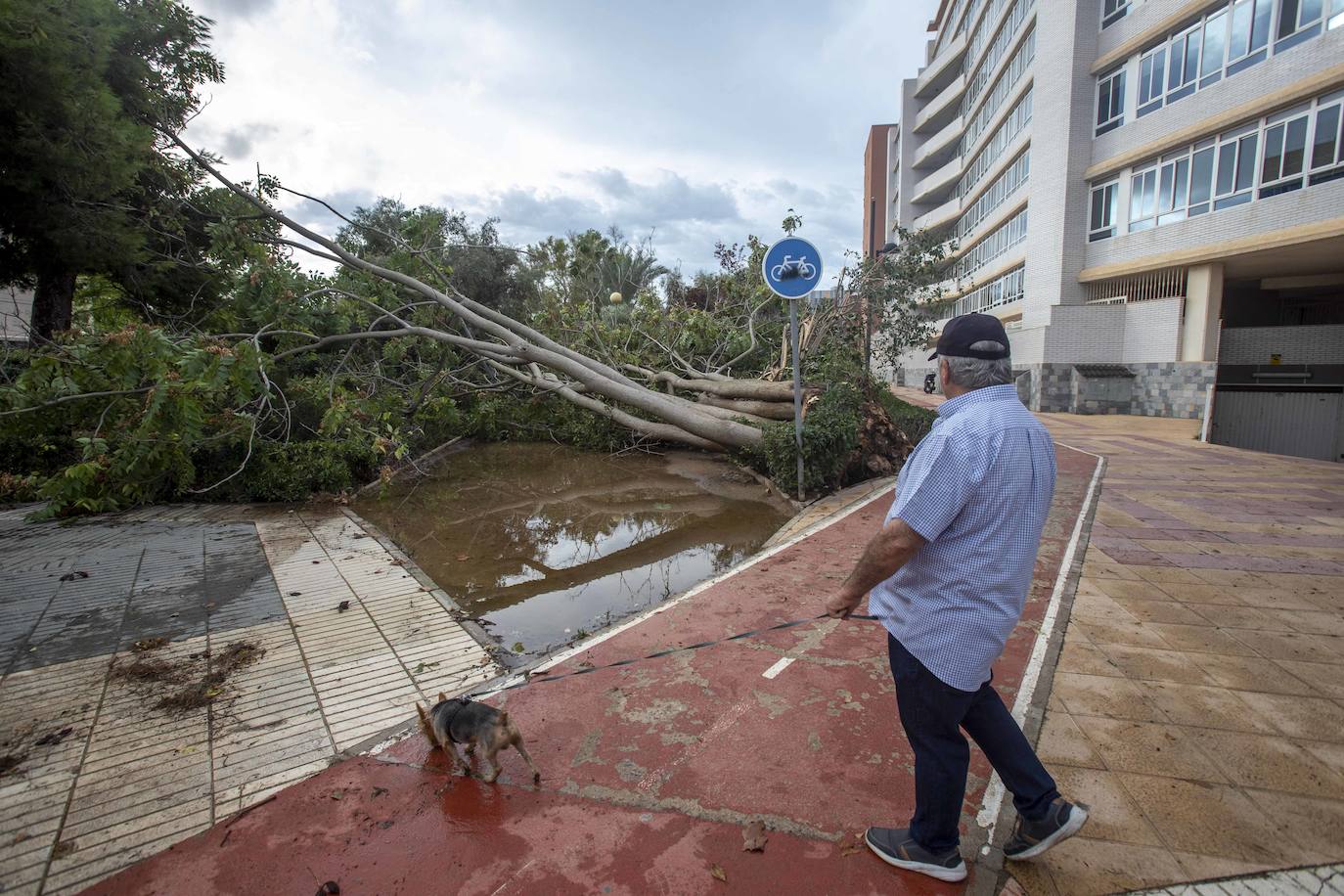 Fotos: Un fuerte aguacero derriba árboles y anega calles en Cartagena