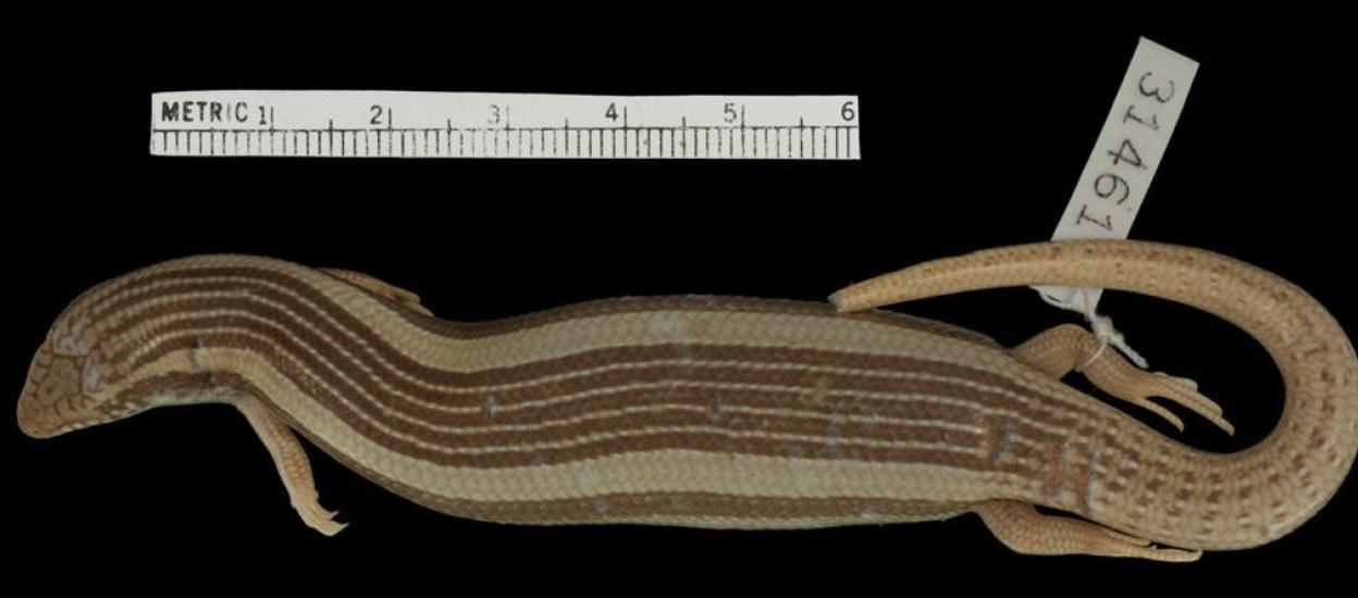 Ejemplar de eslizón de Fez disecado que se conserva en el Museo de Zoología Comparada de la Universidad de Harvard (EE UU).