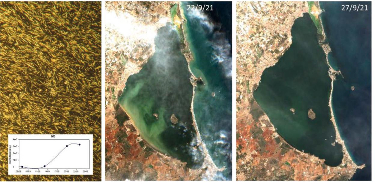 A la izquierda, crecimiento de la población de diatomeas. Al lado, fotografías de satélite de los días 22 y 27. En la primera (izquierda) se observa la zona de influencia de entrada de sedimentos tras las lluvias de ese día. En ambas se aprecia una intensidad de color que recuerda a las previas al episodio de anoxia tras la DANA de 2019 causante de la mortandad de organismos, señala el informe.