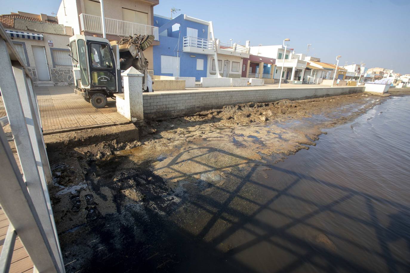 Fotos: La anoxia del Mar Menor que se sufre en tierra