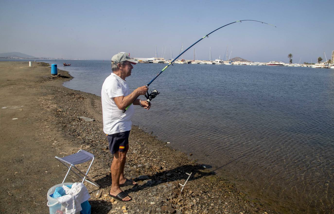 Fotos: La anoxia del Mar Menor que se sufre en tierra