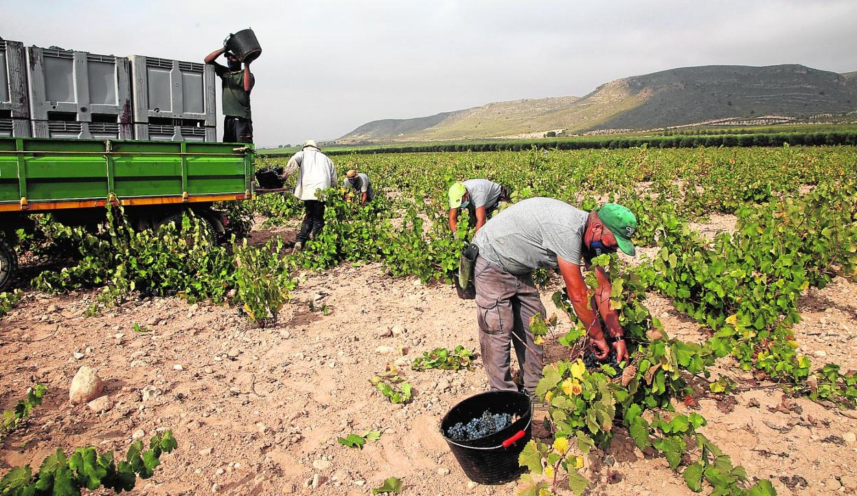 Un grupo de jornaleros trabaja en la vendimia de una de las viñas de Bodegas de Juan Gil, en Jumilla, el pasado viernes. 