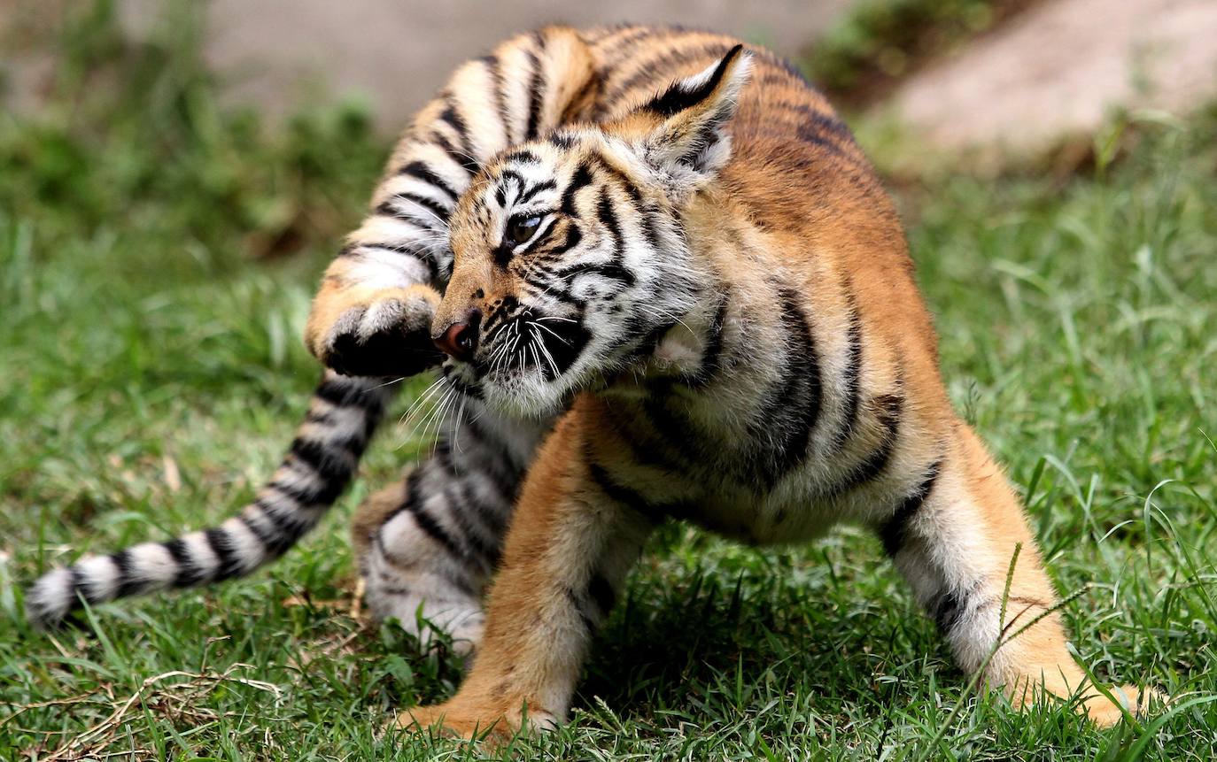 Fotos: Los cachorros de México