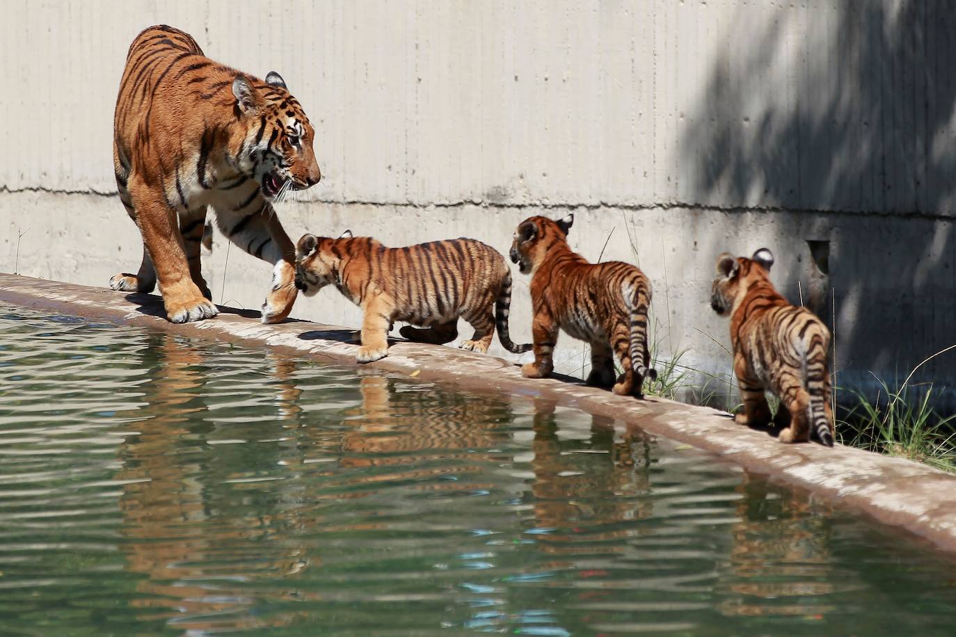 Fotos: Los cachorros de México