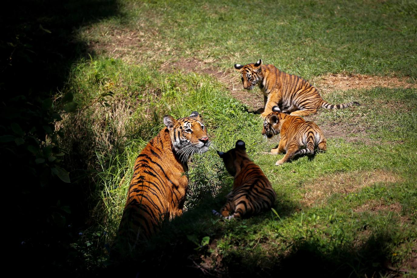 Fotos: Los cachorros de México