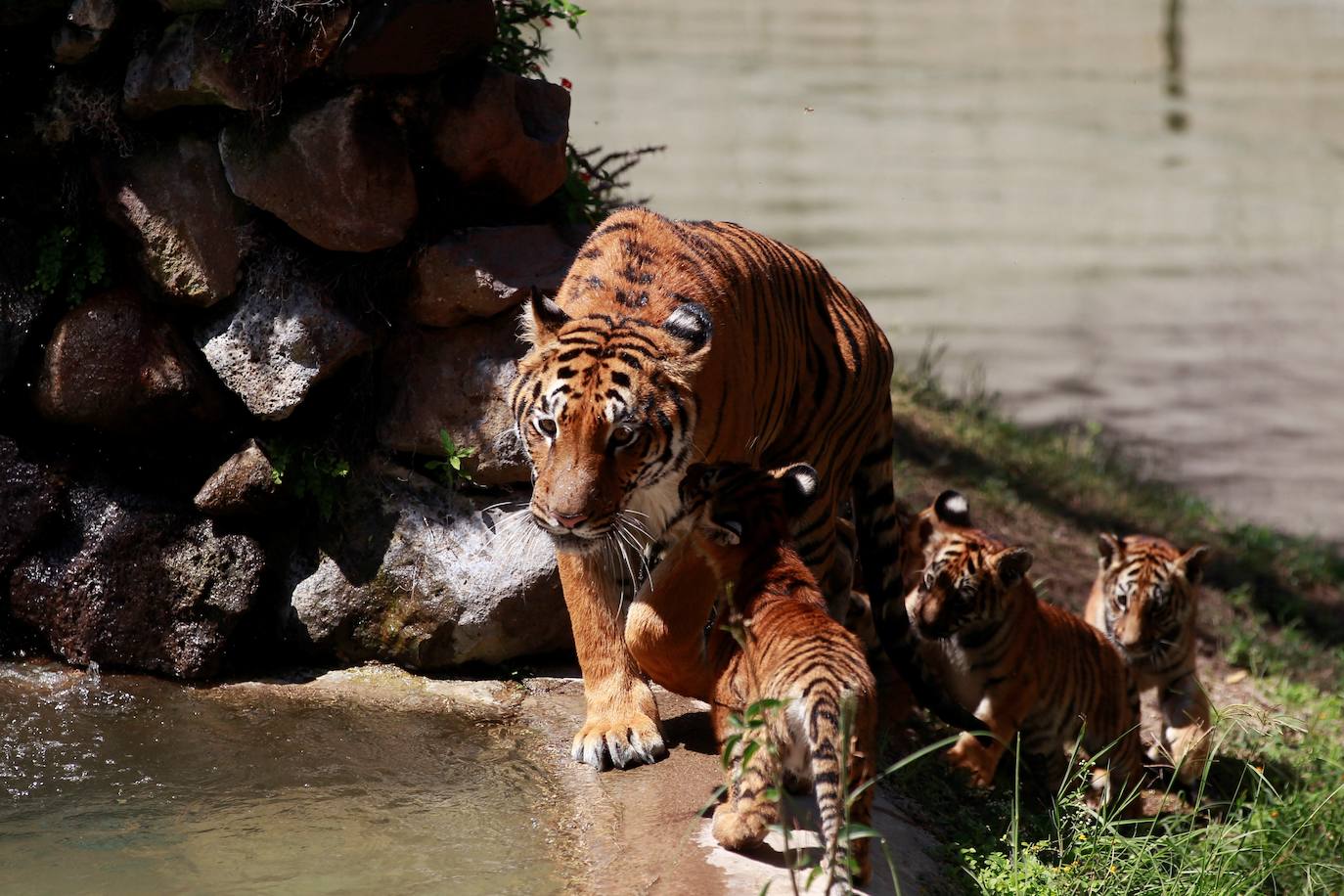 Fotos: Los cachorros de México