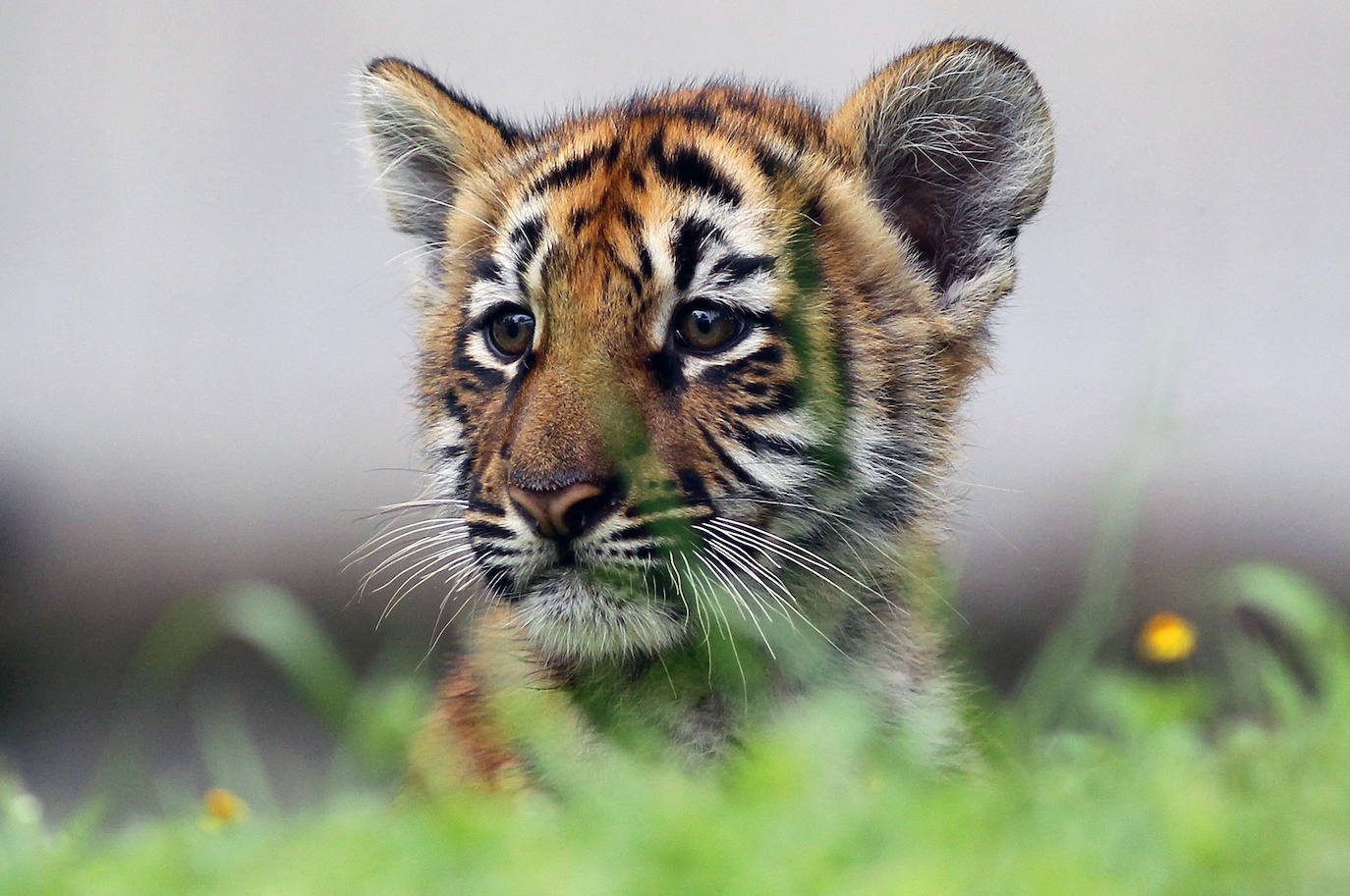 Fotos: Los cachorros de México