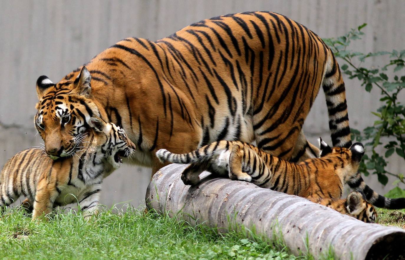 Fotos: Los cachorros de México