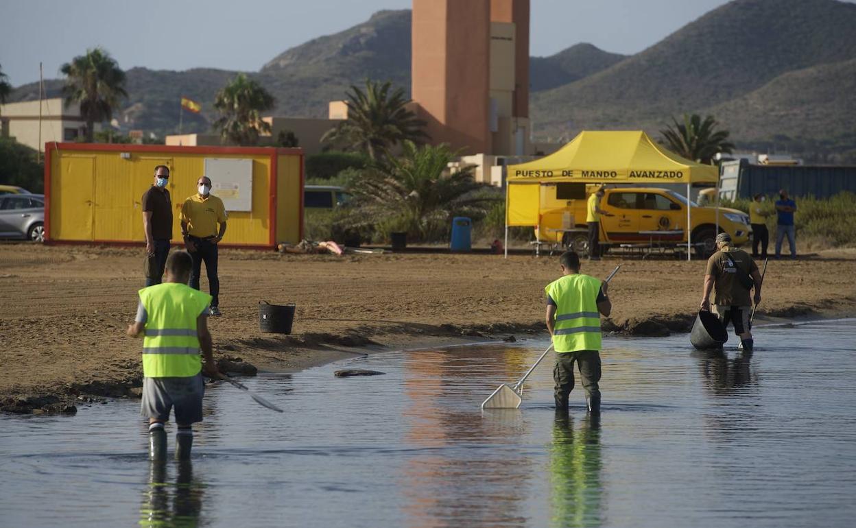 Trabajos de limpieza en el Mar Menor, el pasado agosto, durante el último episodio de anoxia. 