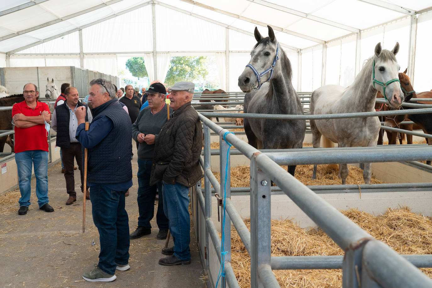 Fotos: Éxito de ventas de caballo cruzado en la Feria de Lorca