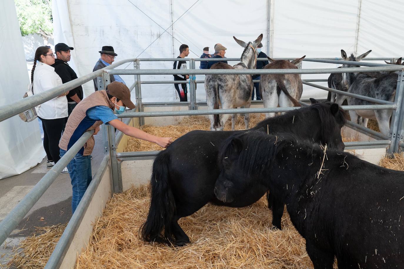 Fotos: Éxito de ventas de caballo cruzado en la Feria de Lorca