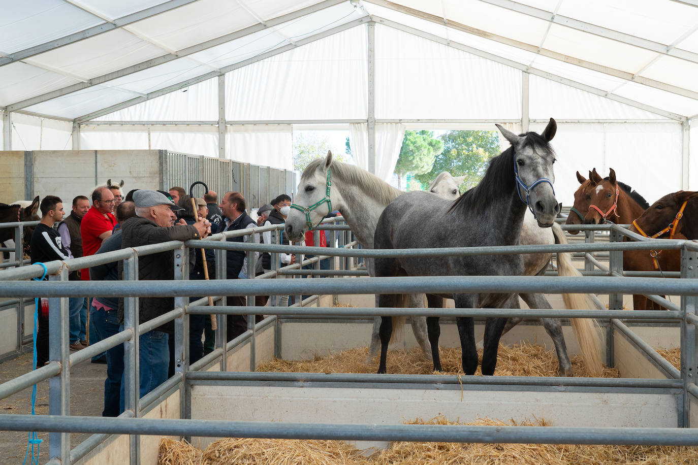 Fotos: Éxito de ventas de caballo cruzado en la Feria de Lorca