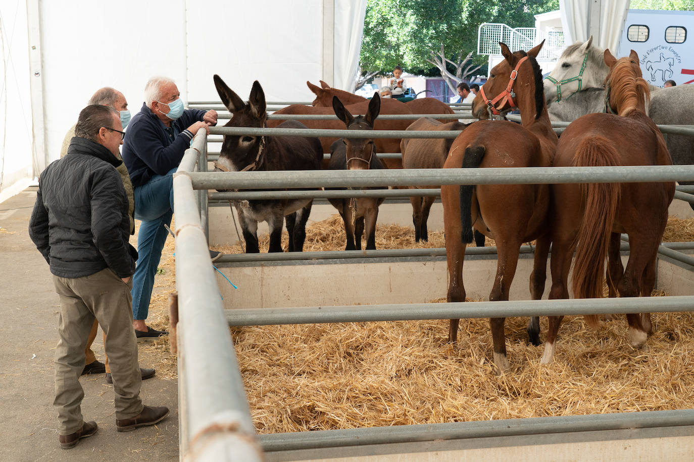Fotos: Éxito de ventas de caballo cruzado en la Feria de Lorca