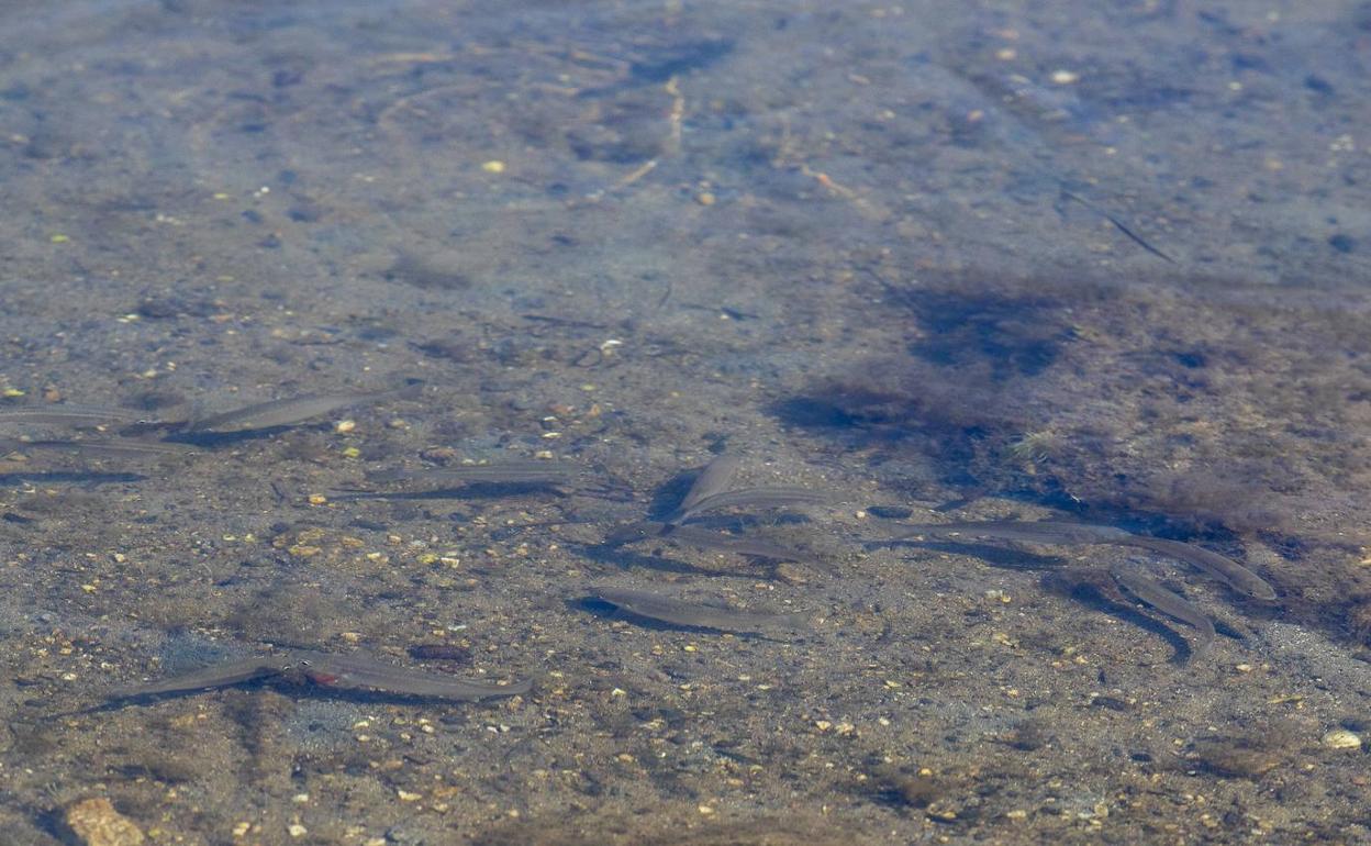 Aguas del Mar Menor, en una foto de archivo.