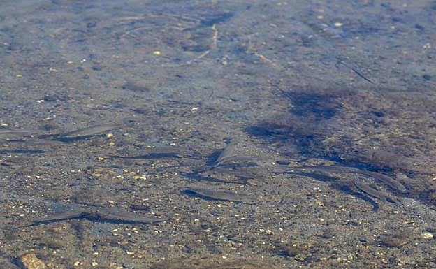 Vox exige a PP y PSOE «que asuman su responsabilidad por la criminalización a los agricultores»