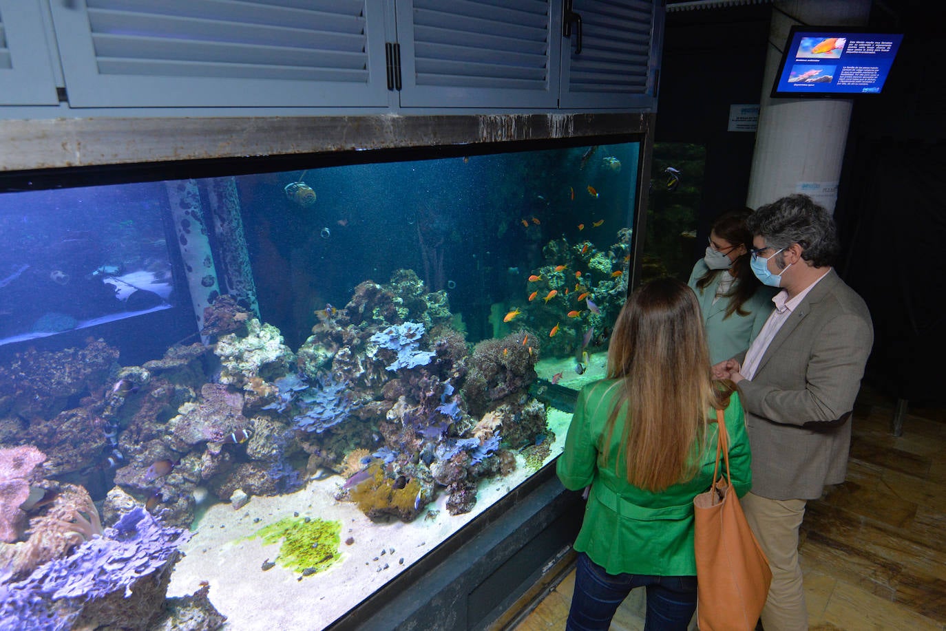Fotos: El Acuario de la Universidad de Murcia vuelve a abrir sus puertas
