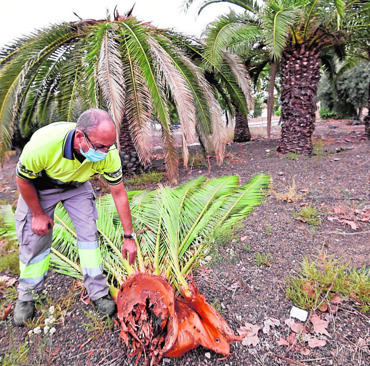 Juanjo, junto a varias palmeras afectadas por el picudo. 