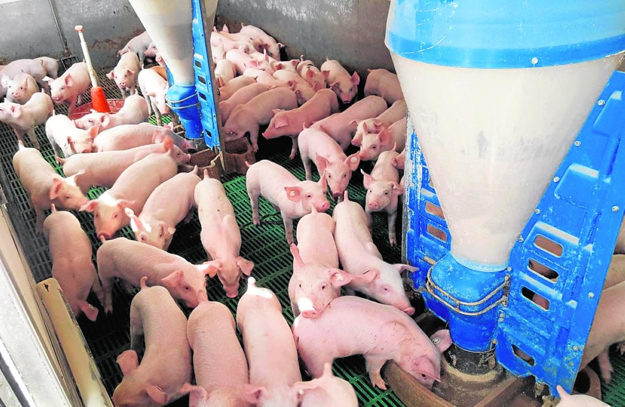 Explotación porcina en la Región de Murcia. 