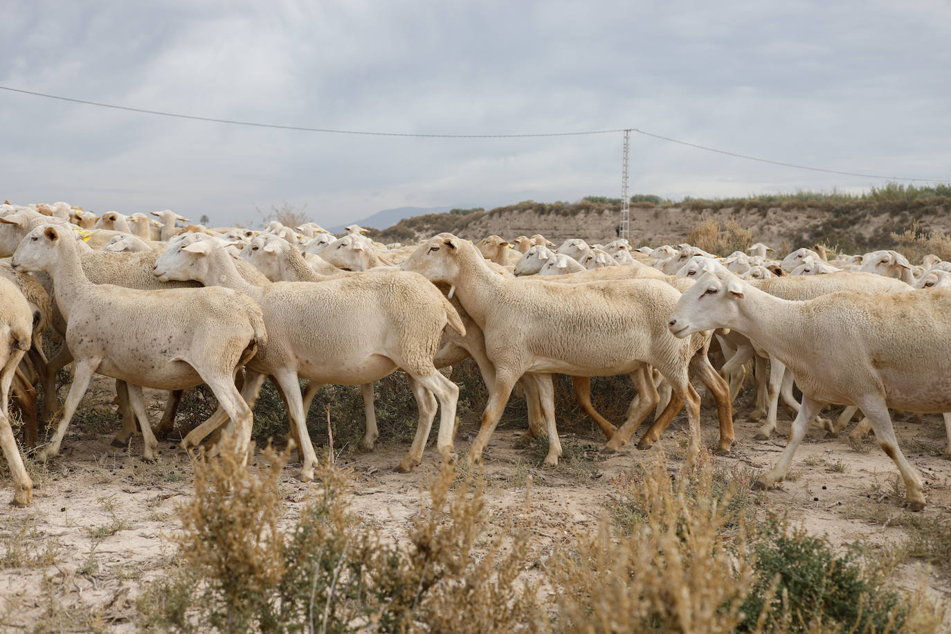 Fotos: Los pastores de la Región vuelven a sacar sus rebaños