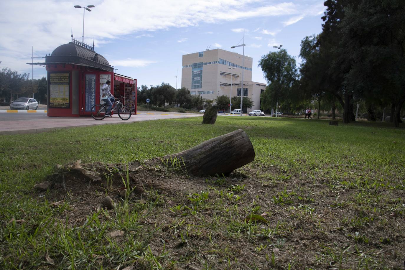 Fotos: Calles, plazas y parques de Cartagena acusan el retraso en reponer árboles