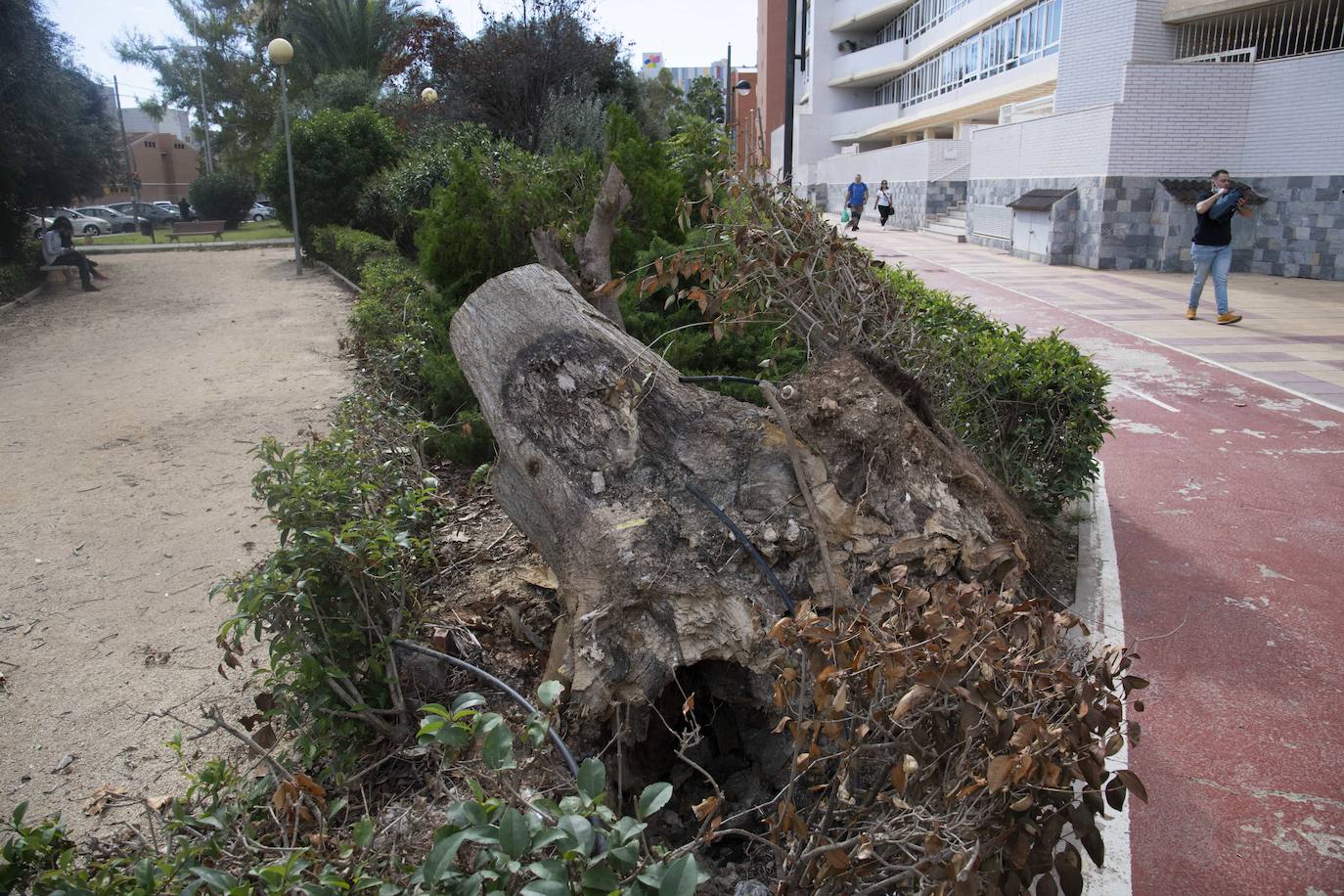 Fotos: Calles, plazas y parques de Cartagena acusan el retraso en reponer árboles