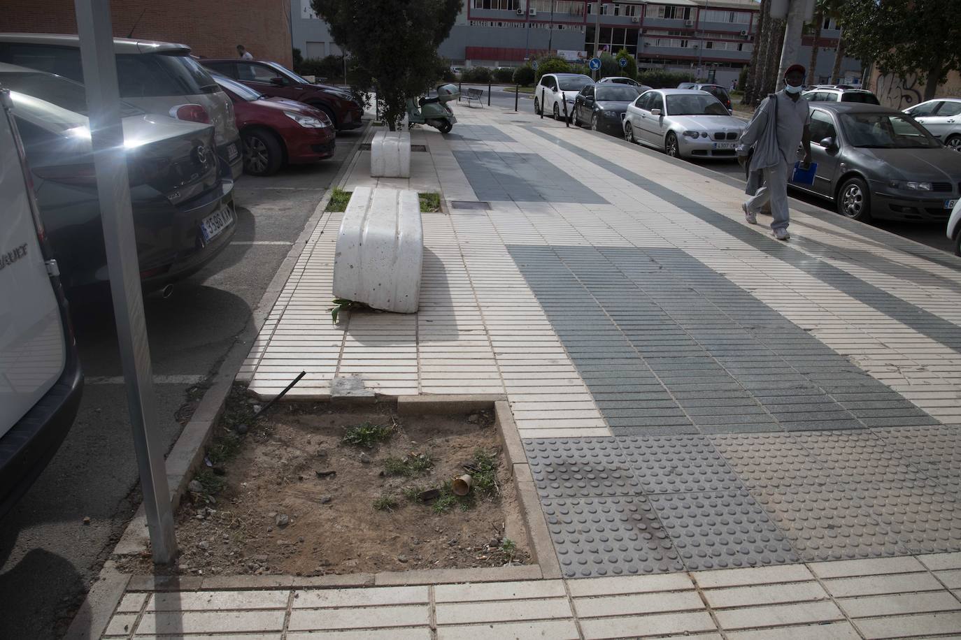 Fotos: Calles, plazas y parques de Cartagena acusan el retraso en reponer árboles