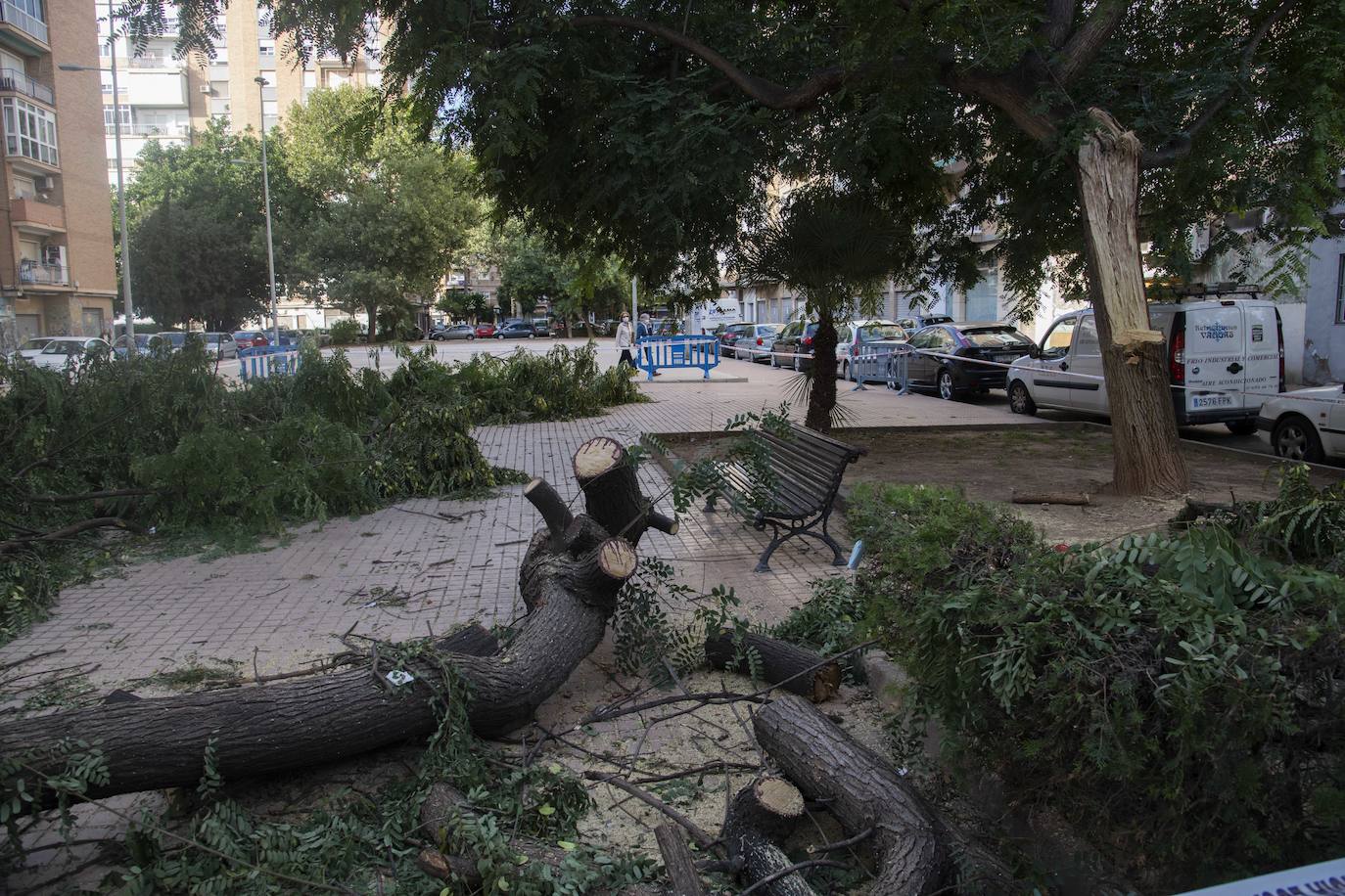 Fotos: Calles, plazas y parques de Cartagena acusan el retraso en reponer árboles