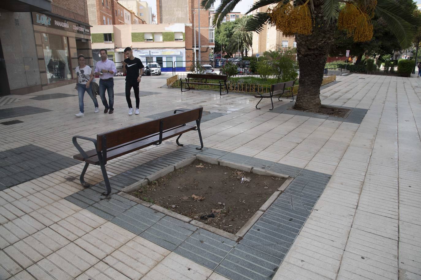Fotos: Calles, plazas y parques de Cartagena acusan el retraso en reponer árboles
