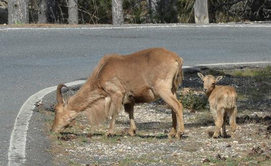 Un arruí en Sierra Espuña con su cría.