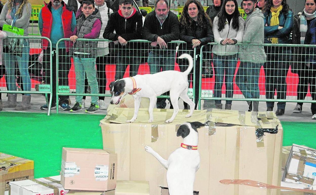 Dos perros realizan una prueba de exhibición en la última edición del certamen. 