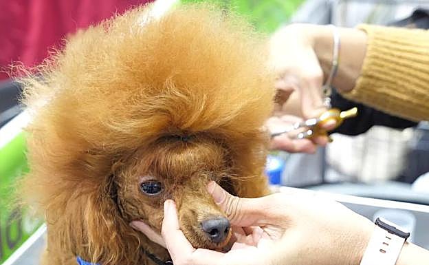 Una cuidadora le recorta el pelaje a uno de los animales participantes.